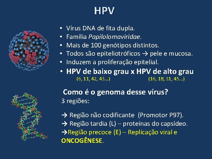 HPV • • • Vírus DNA de fita dupla. Família Papilolomaviridae. Mais de 100