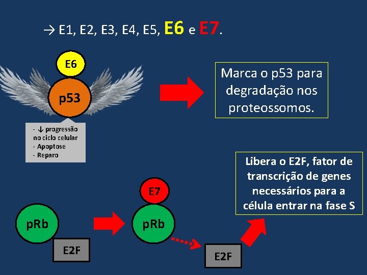 → E 1, E 2, E 3, E 4, E 5, E 6 e