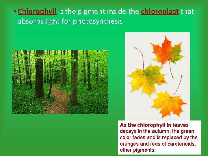  • Chlorophyll is the pigment inside the chloroplast that absorbs light for photosynthesis