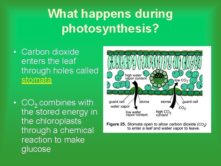 What happens during photosynthesis? • Carbon dioxide enters the leaf through holes called stomata