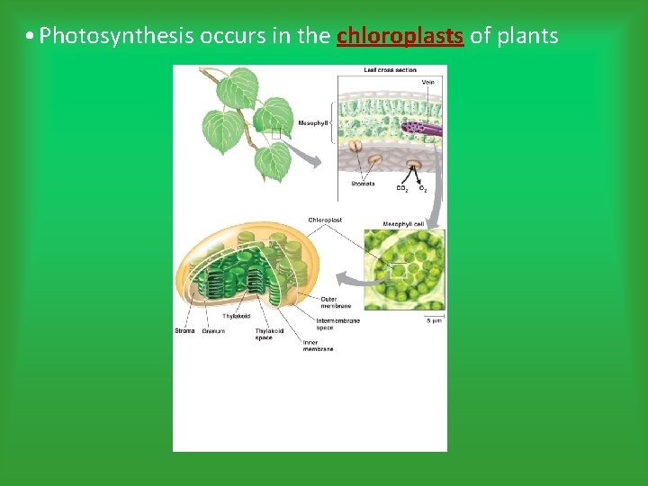  • Photosynthesis occurs in the chloroplasts of plants 