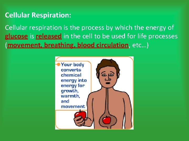 Cellular Respiration: Cellular respiration is the process by which the energy of glucose is