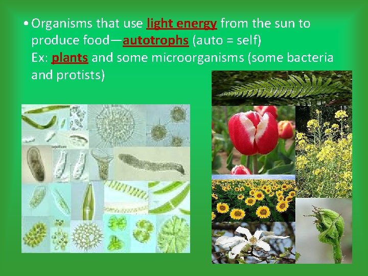  • Organisms that use light energy from the sun to produce food—autotrophs (auto
