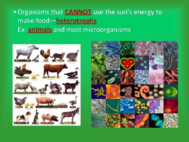  • Organisms that CANNOT use the sun’s energy to make food—heterotrophs Ex: animals