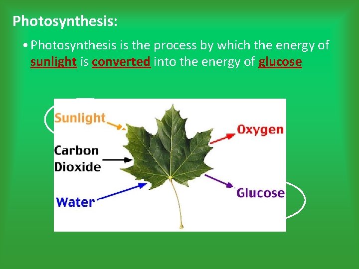 Photosynthesis: • Photosynthesis is the process by which the energy of sunlight is converted