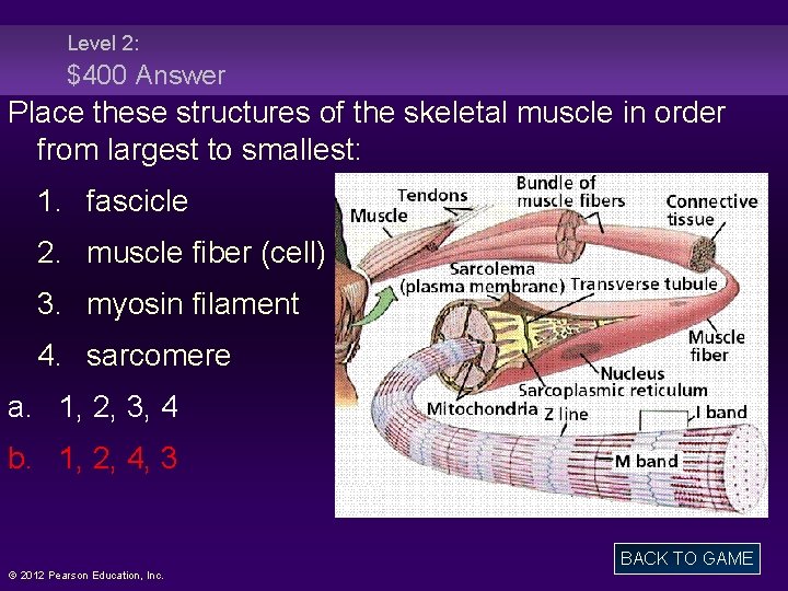 Level 2: $400 Answer Place these structures of the skeletal muscle in order from