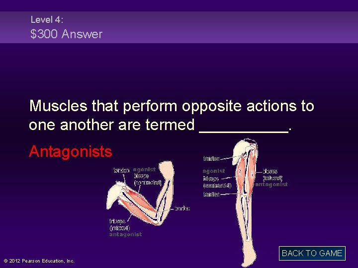 Level 4: $300 Answer Muscles that perform opposite actions to one another are termed