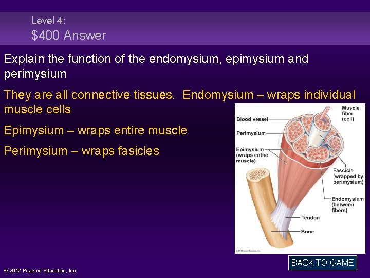 Level 4: $400 Answer Explain the function of the endomysium, epimysium and perimysium They