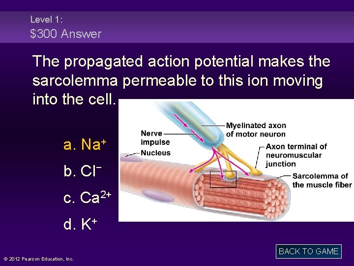 Level 1: $300 Answer The propagated action potential makes the sarcolemma permeable to this