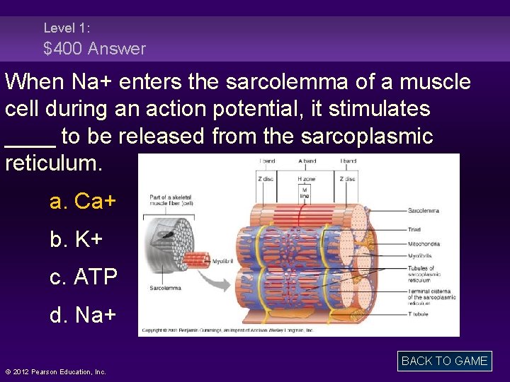 Level 1: $400 Answer When Na+ enters the sarcolemma of a muscle cell during