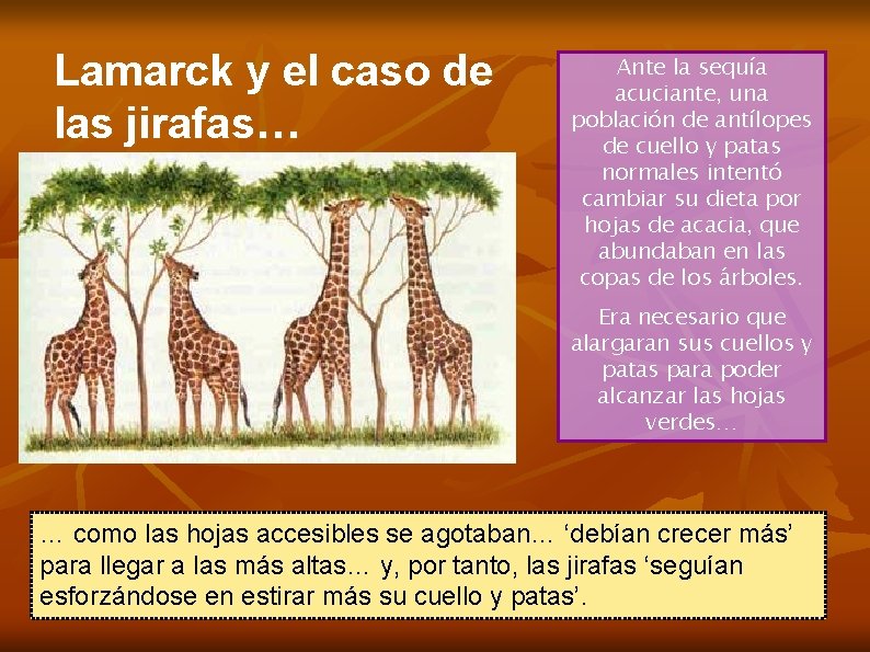 Lamarck y el caso de las jirafas… Ante la sequía acuciante, una población de