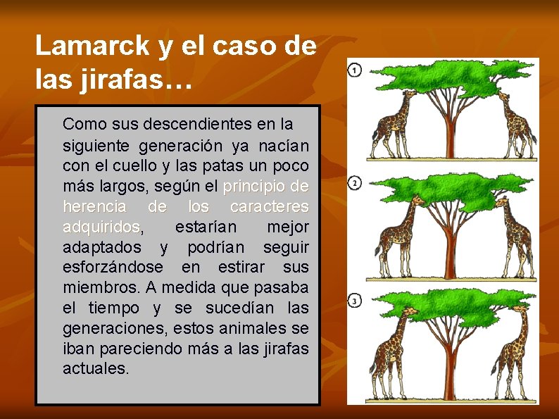 Lamarck y el caso de las jirafas… Como sus descendientes en la siguiente generación
