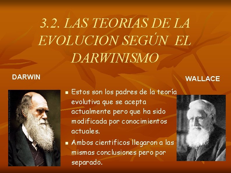 3. 2. LAS TEORIAS DE LA EVOLUCION SEGÚN EL DARWINISMO DARWIN WALLACE n n