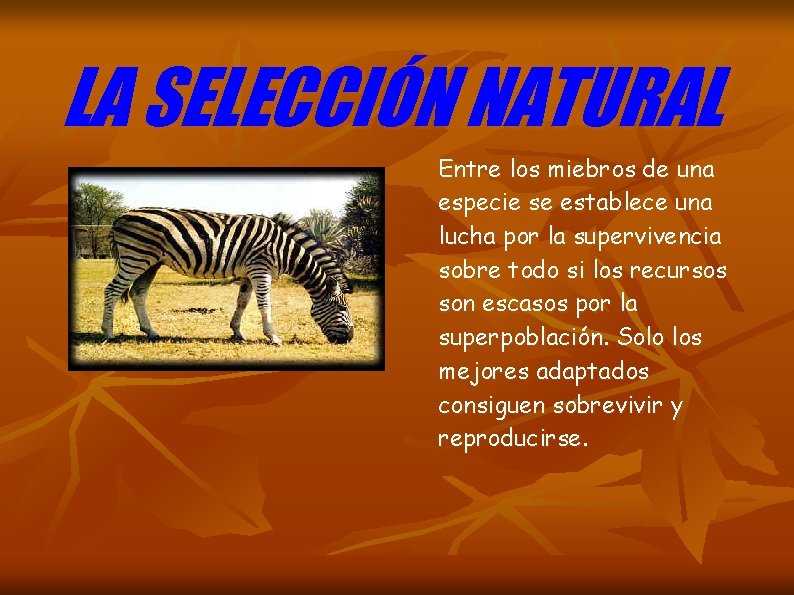 LA SELECCIÓN NATURAL Entre los miebros de una especie se establece una lucha por