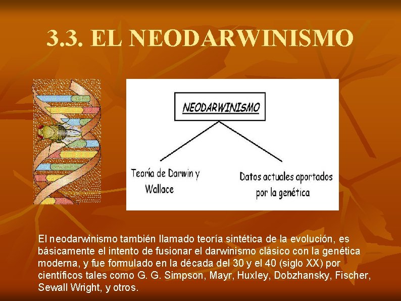 3. 3. EL NEODARWINISMO El neodarwinismo también llamado teoría sintética de la evolución, es