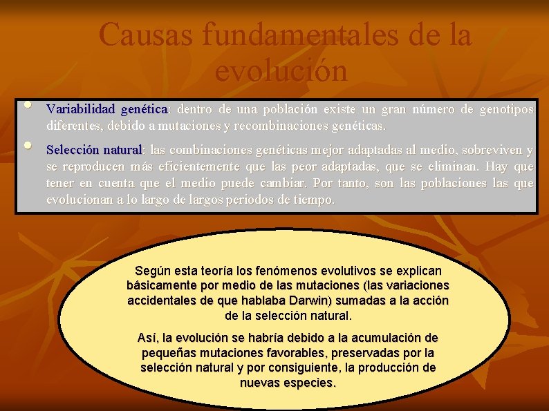  • • Causas fundamentales de la evolución Variabilidad genética: dentro de una población