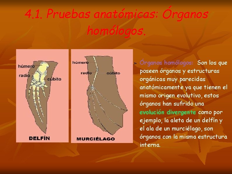 4. 1. Pruebas anatómicas: Órganos homólogos. ➢ Órganos homólogos: Son los que poseen órganos
