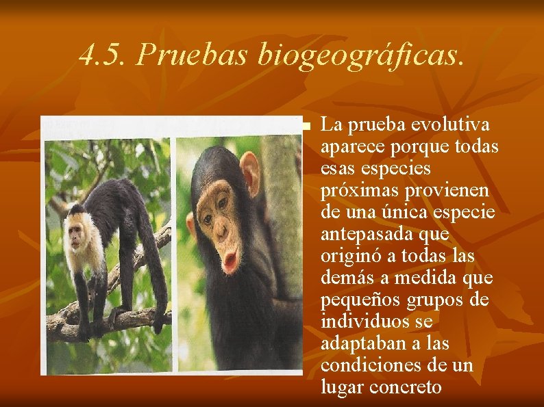 4. 5. Pruebas biogeográficas. n La prueba evolutiva aparece porque todas especies próximas provienen