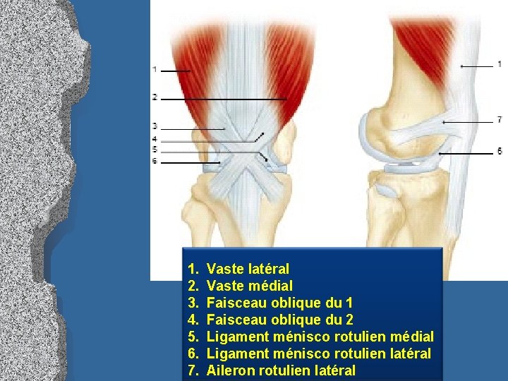 1. 2. 3. 4. 5. 6. 7. Vaste latéral Vaste médial Faisceau oblique du