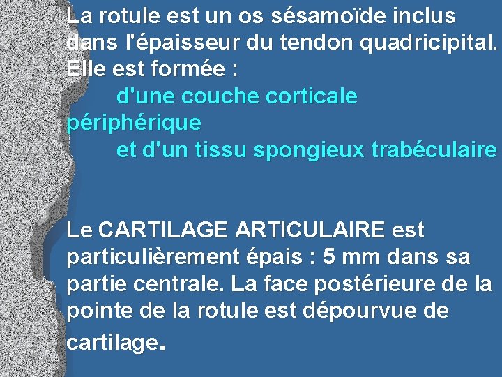 La rotule est un os sésamoïde inclus dans l'épaisseur du tendon quadricipital. Elle est