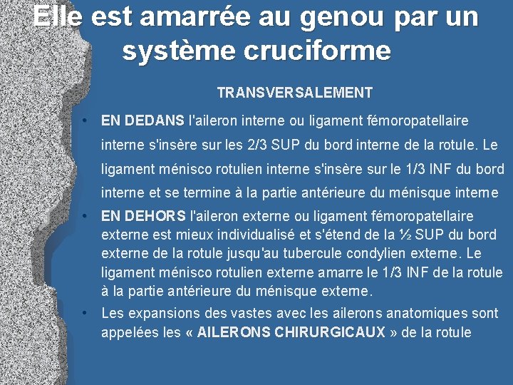 Elle est amarrée au genou par un système cruciforme TRANSVERSALEMENT • EN DEDANS l'aileron