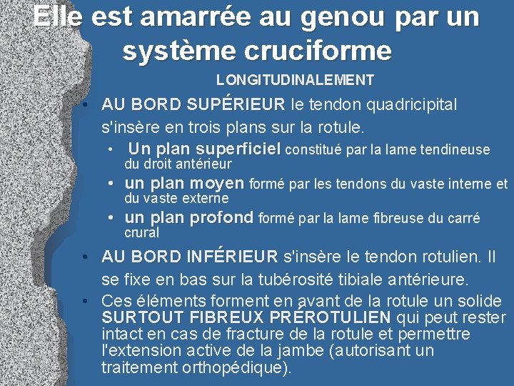 Elle est amarrée au genou par un système cruciforme LONGITUDINALEMENT • AU BORD SUPÉRIEUR