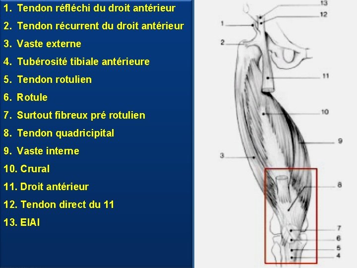 1. Tendon réfléchi du droit antérieur 2. Tendon récurrent du droit antérieur 3. Vaste