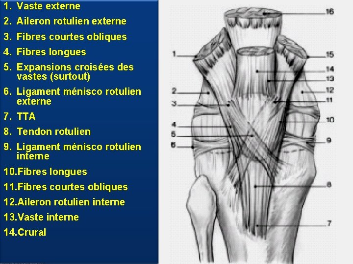 1. Vaste externe 2. Aileron rotulien externe 3. Fibres courtes obliques 4. Fibres longues