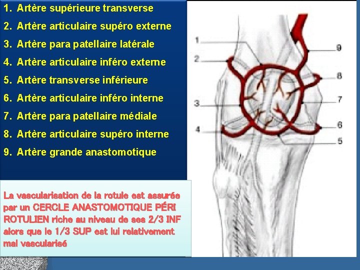 1. Artère supérieure transverse 2. Artère articulaire supéro externe 3. Artère para patellaire latérale