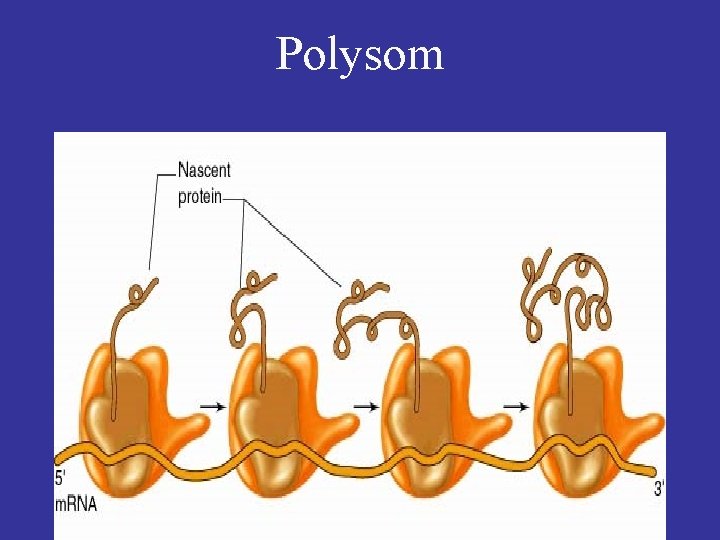 Polysom 