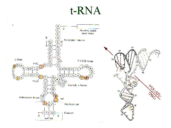 t-RNA 