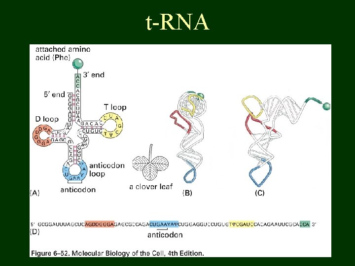 t-RNA 