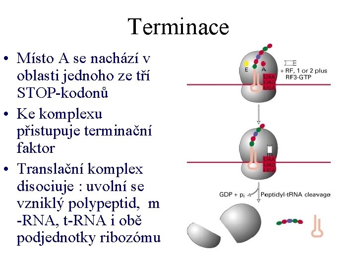 Terminace • Místo A se nachází v oblasti jednoho ze tří STOP-kodonů • Ke