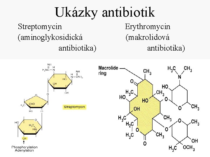 Ukázky antibiotik Streptomycin (aminoglykosidická antibiotika) Erythromycin (makrolidová antibiotika) 