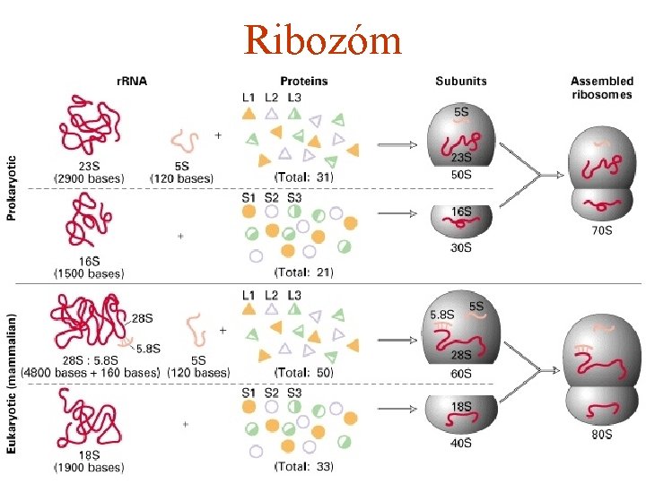 Ribozóm 