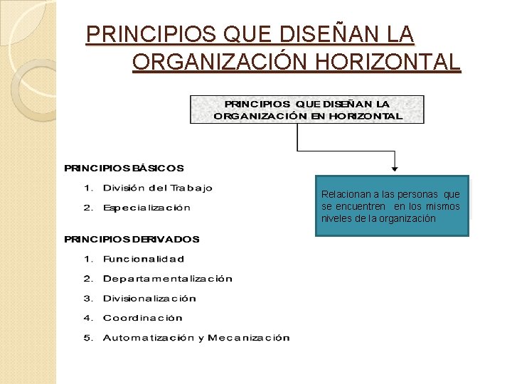 PRINCIPIOS QUE DISEÑAN LA ORGANIZACIÓN HORIZONTAL Relacionan a las personas que se encuentren en