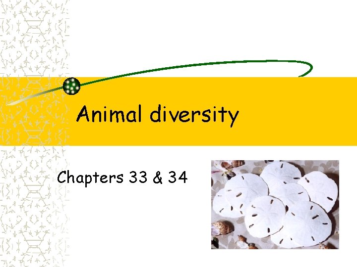 Animal diversity Chapters 33 & 34 Animal diversity Chapters 33 & 34