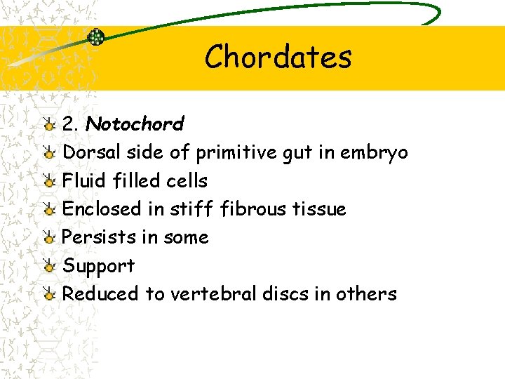 Chordates 2. Notochord Dorsal side of primitive gut in embryo Fluid filled cells Enclosed Chordates 2. Notochord Dorsal side of primitive gut in embryo Fluid filled cells Enclosed