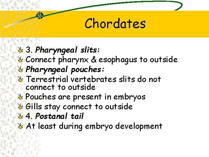 Chordates 3. Pharyngeal slits: Connect pharynx & esophagus to outside Pharyngeal pouches: Terrestrial vertebrates Chordates 3. Pharyngeal slits: Connect pharynx & esophagus to outside Pharyngeal pouches: Terrestrial vertebrates