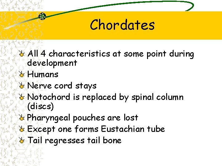 Chordates All 4 characteristics at some point during development Humans Nerve cord stays Notochord Chordates All 4 characteristics at some point during development Humans Nerve cord stays Notochord