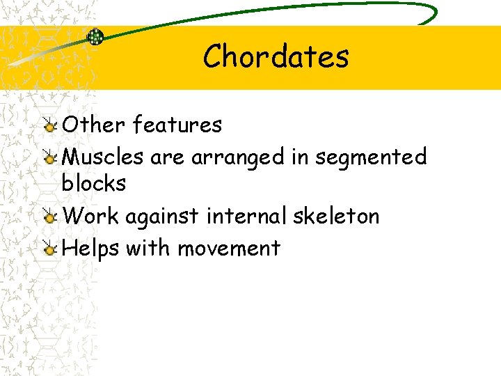 Chordates Other features Muscles are arranged in segmented blocks Work against internal skeleton Helps Chordates Other features Muscles are arranged in segmented blocks Work against internal skeleton Helps