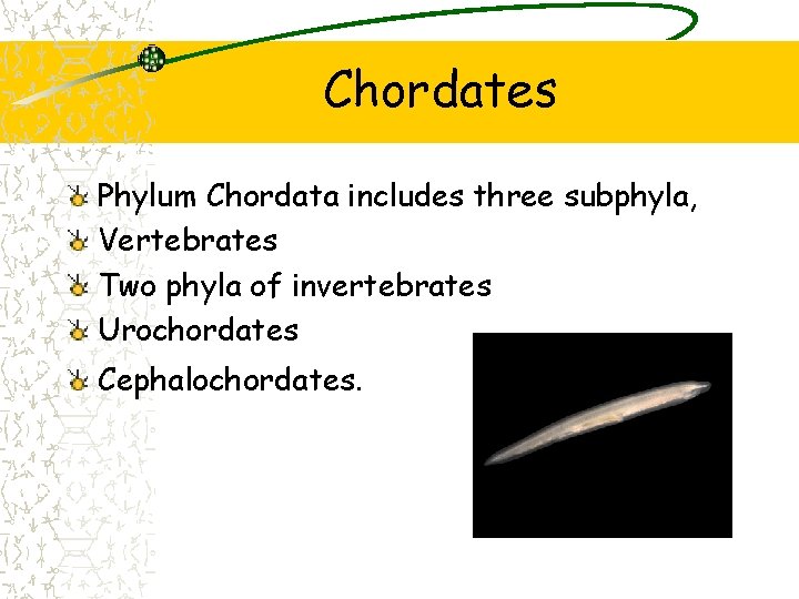 Chordates Phylum Chordata includes three subphyla, Vertebrates Two phyla of invertebrates Urochordates Cephalochordates. Chordates Phylum Chordata includes three subphyla, Vertebrates Two phyla of invertebrates Urochordates Cephalochordates.