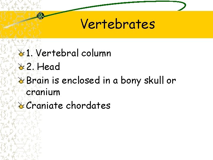 Vertebrates 1. Vertebral column 2. Head Brain is enclosed in a bony skull or Vertebrates 1. Vertebral column 2. Head Brain is enclosed in a bony skull or