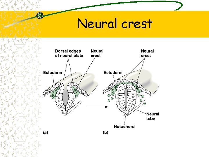 Neural crest Neural crest