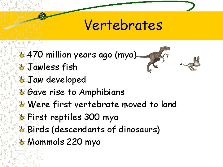 Vertebrates 470 million years ago (mya) Jawless fish Jaw developed Gave rise to Amphibians Vertebrates 470 million years ago (mya) Jawless fish Jaw developed Gave rise to Amphibians