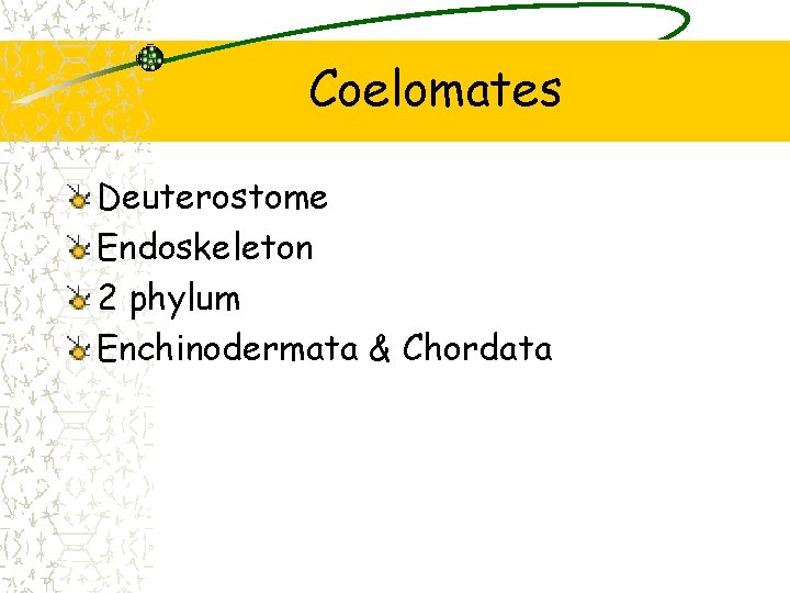 Coelomates Deuterostome Endoskeleton 2 phylum Enchinodermata & Chordata Coelomates Deuterostome Endoskeleton 2 phylum Enchinodermata & Chordata