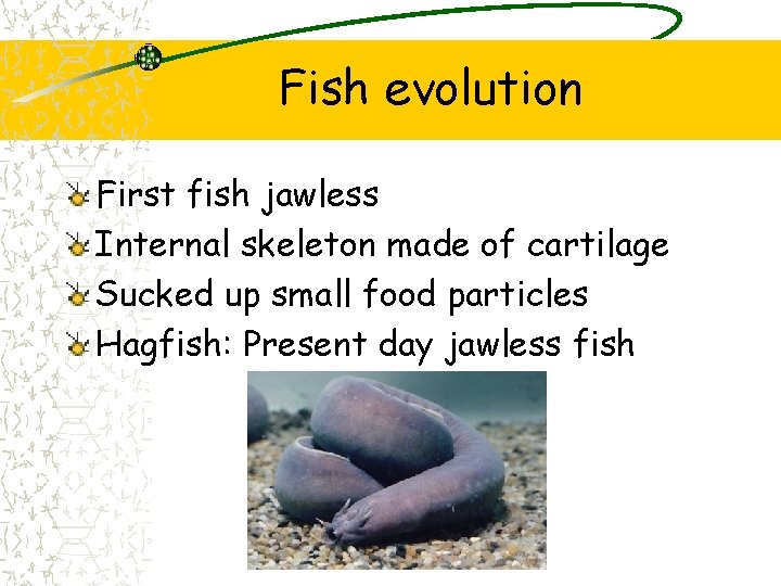 Fish evolution First fish jawless Internal skeleton made of cartilage Sucked up small food Fish evolution First fish jawless Internal skeleton made of cartilage Sucked up small food
