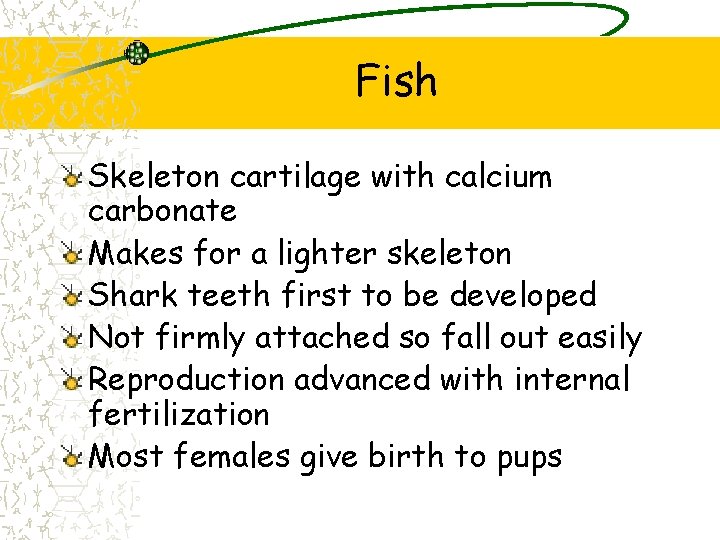 Fish Skeleton cartilage with calcium carbonate Makes for a lighter skeleton Shark teeth first Fish Skeleton cartilage with calcium carbonate Makes for a lighter skeleton Shark teeth first