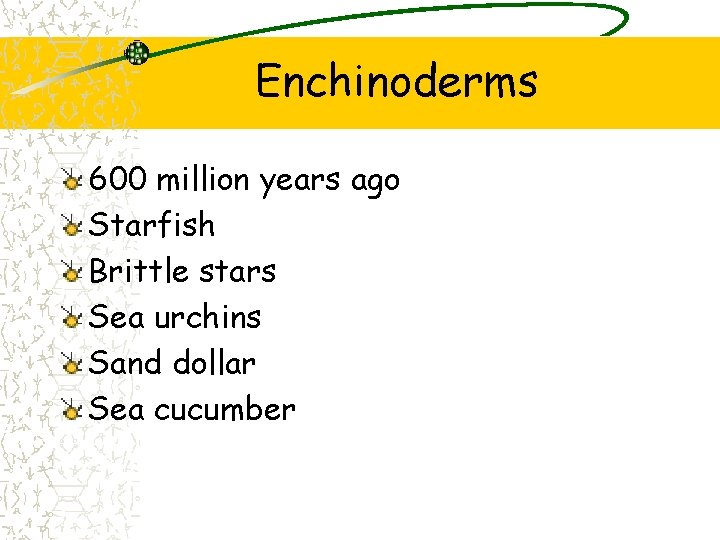 Enchinoderms 600 million years ago Starfish Brittle stars Sea urchins Sand dollar Sea cucumber Enchinoderms 600 million years ago Starfish Brittle stars Sea urchins Sand dollar Sea cucumber
