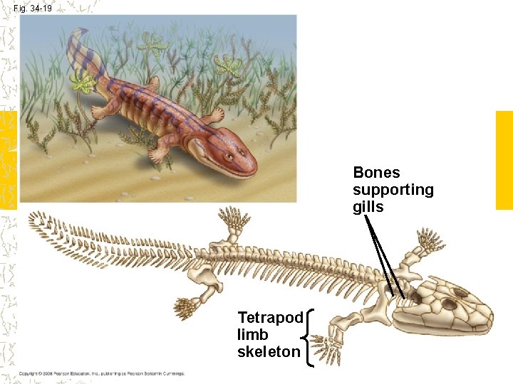 Fig. 34 -19 Bones supporting gills Tetrapod limb skeleton Fig. 34 -19 Bones supporting gills Tetrapod limb skeleton